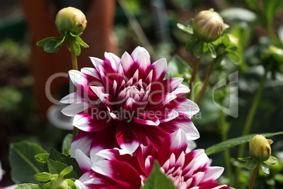 Isolated natural dahlia flower on green background