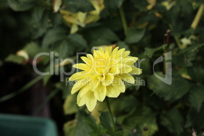 Isolated natural dahlia flower on green background