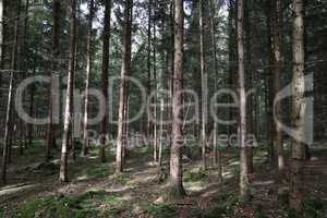 Trunks of trees in a coniferous forest