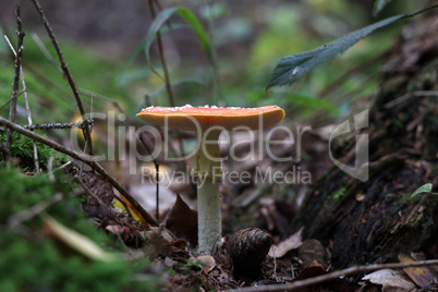 Closeup of amanita muscaria mushroom in forest