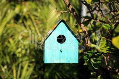 Aqua blue metal birdhouse hangs from a lemon tree