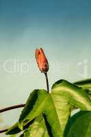 Blossom bud of a Red scarlet flame passionflower vine