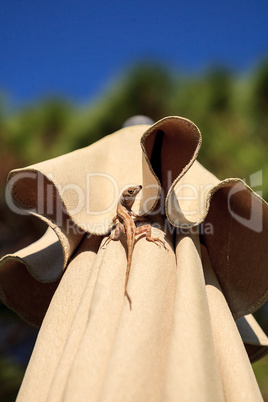 Brown Cuban anole Anolis sagrei hangs off a brown fabric umbrell