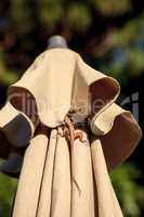 Brown Cuban anole Anolis sagrei hangs off a brown fabric umbrell
