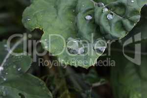 Large drops of moisture on green leaves