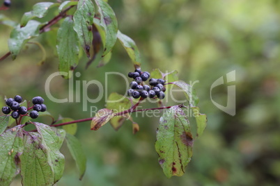 Cornus sanguinea. Bush in autumn with berries