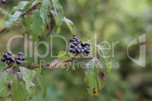 Cornus sanguinea. Bush in autumn with berries