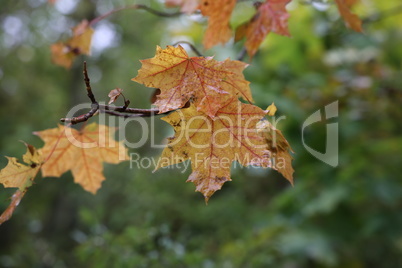 Leaves on a tree in the forest in autumn