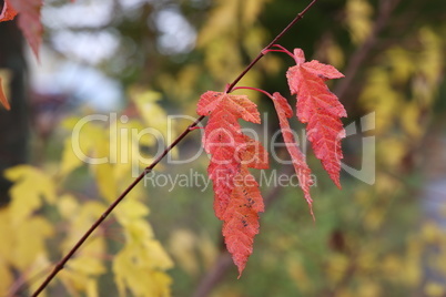 Leaves on a tree in the forest in autumn