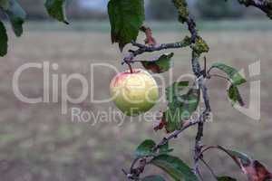 Apple hangs on a tree branch in the garden