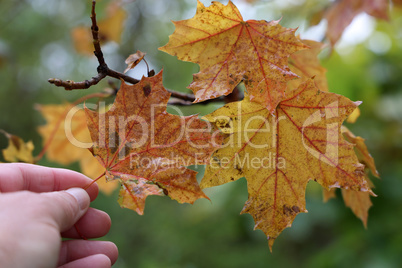 Leaves on a tree in the forest in autumn