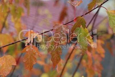 Leaves on a tree in the forest in autumn