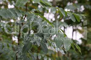 Drops of moisture on green leaves of a plant