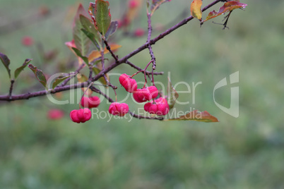 Bright unique pink flowers with fruits of Euonymus europaeus