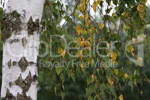 Yellow foliage on birch in the forest in autumn