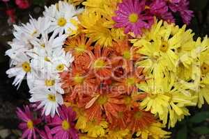 Beautiful floral background of autumn garden flowers