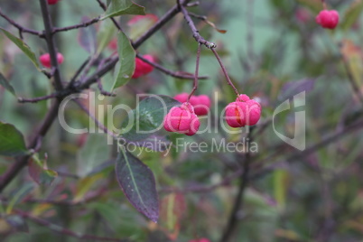Bright unique pink flowers with fruits of Euonymus europaeus