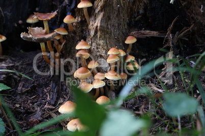 Brown forest mushrooms grew on a fallen tree