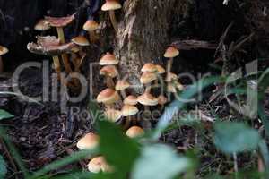 Brown forest mushrooms grew on a fallen tree