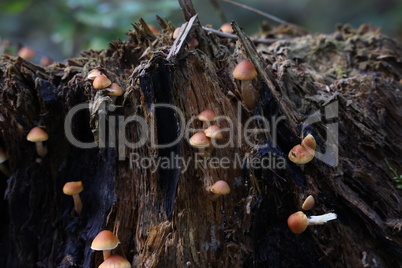 Brown forest mushrooms grew on a fallen tree