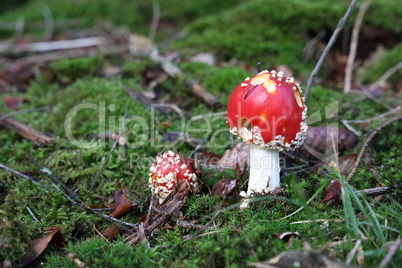 Closeup of amanita muscaria mushroom in forest