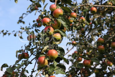 red apples ripen on tree branches in the garden