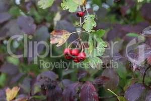 Ripe hawthorn or Crataegus monogyna in autumn