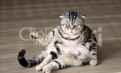 The cat sits on the floor in an unusual position