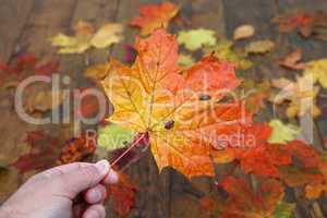 Bright autumn leaves lie on wooden boards