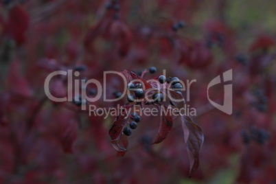 Cornus sanguinea. Bush in autumn with berries