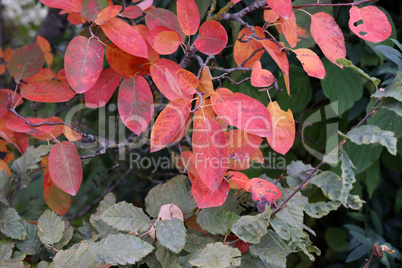 Leaves on a tree in the forest in autumn