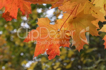 Bright maple leaves on a tree in autumn