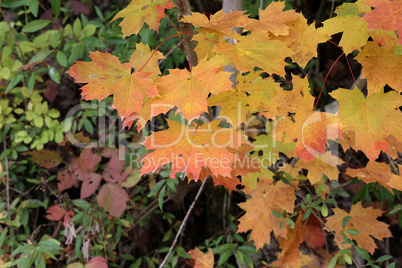Bright maple leaves on a tree in autumn