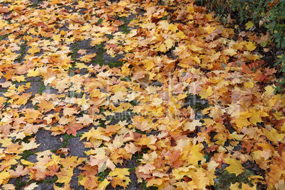 Maple leaves lie on the sidewalk in autumn