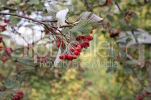Beautiful red berries ripen on the branches
