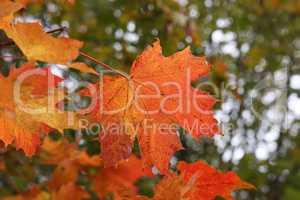 Bright maple leaves on a tree in autumn