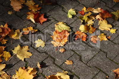 Maple leaves lie on the sidewalk in autumn