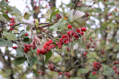 Beautiful red berries ripen on the branches