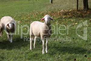 A herd of white sheep grazes on a fenced pasture