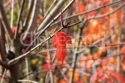 Beautiful red leaf on the tree in autumn