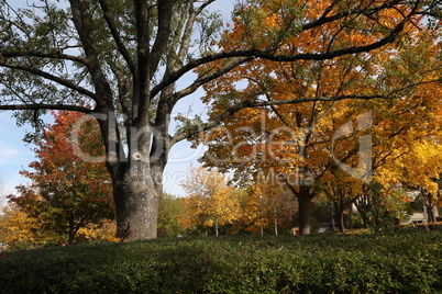 Yellow foliage on trees in the park in autumn