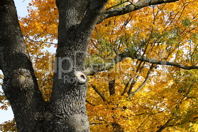 Yellow foliage on trees in the park in autumn