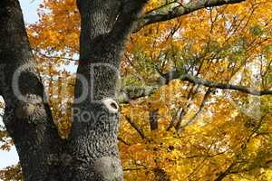 Yellow foliage on trees in the park in autumn