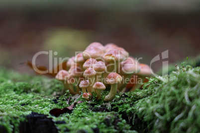 Brown forest mushrooms grew on a fallen tree