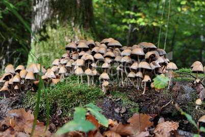 Brown forest mushrooms grew on a fallen tree