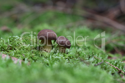 Beautiful boletus edulis mushroom in amazing green moss