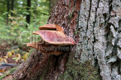 Forest mushrooms have grown on an old tree