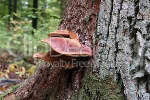 Forest mushrooms have grown on an old tree