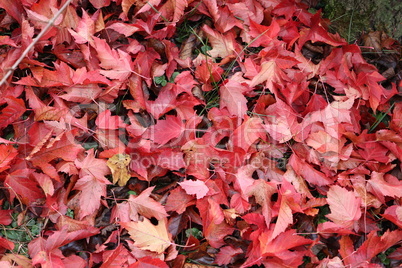 Red leaves lie in the grass in autumn