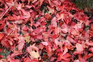 Red leaves lie in the grass in autumn